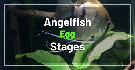 angel fish eggs hatching|angel fish eggs in tank.